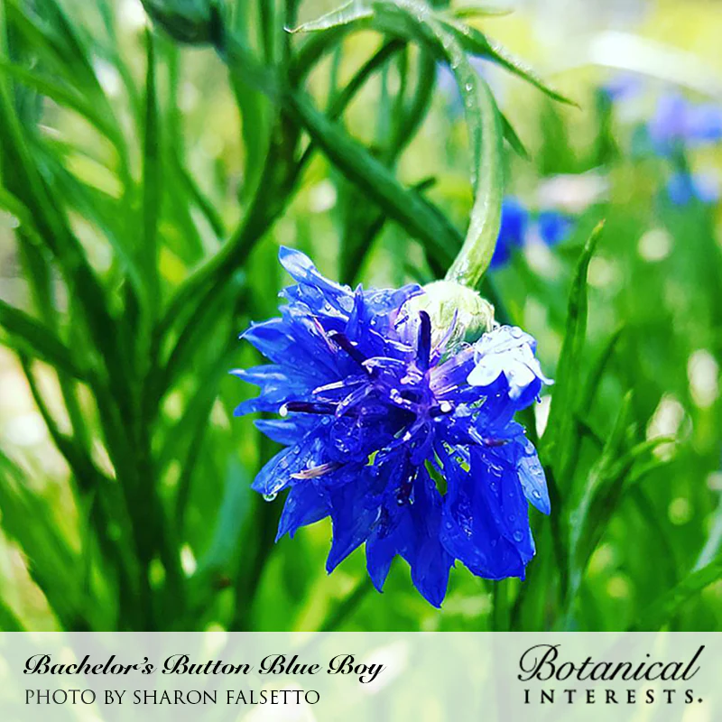 Blue Boy Bachelor's Button Seeds - Image 4