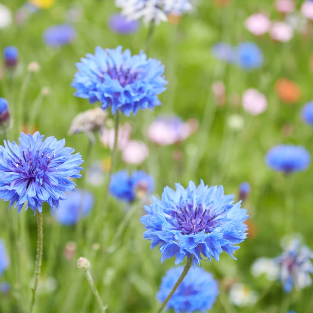 Blue Boy Bachelor's Button Seeds - Image 6