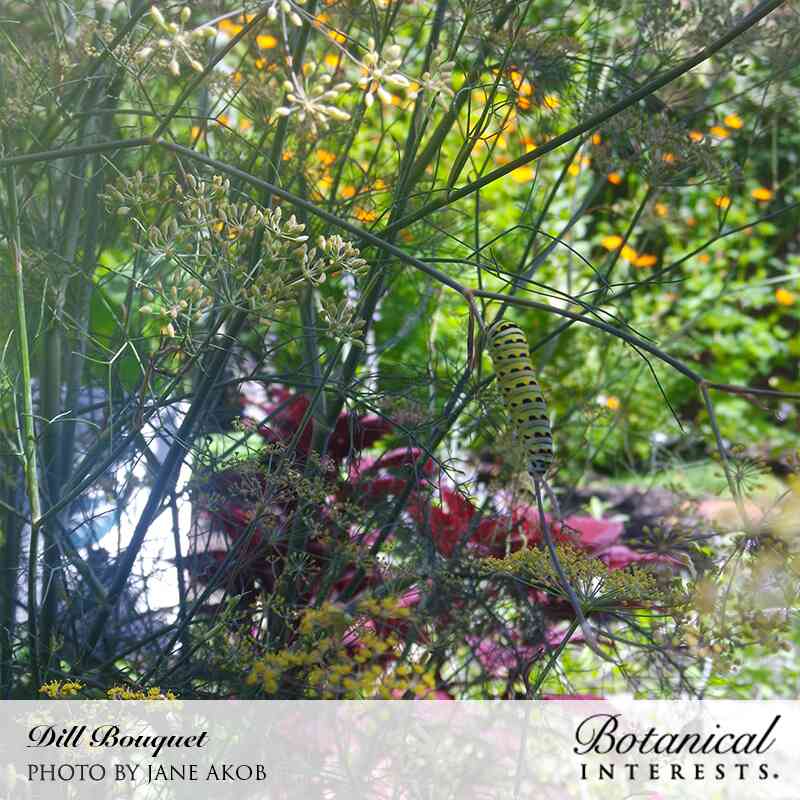 Bouquet Dill Seeds - Image 5