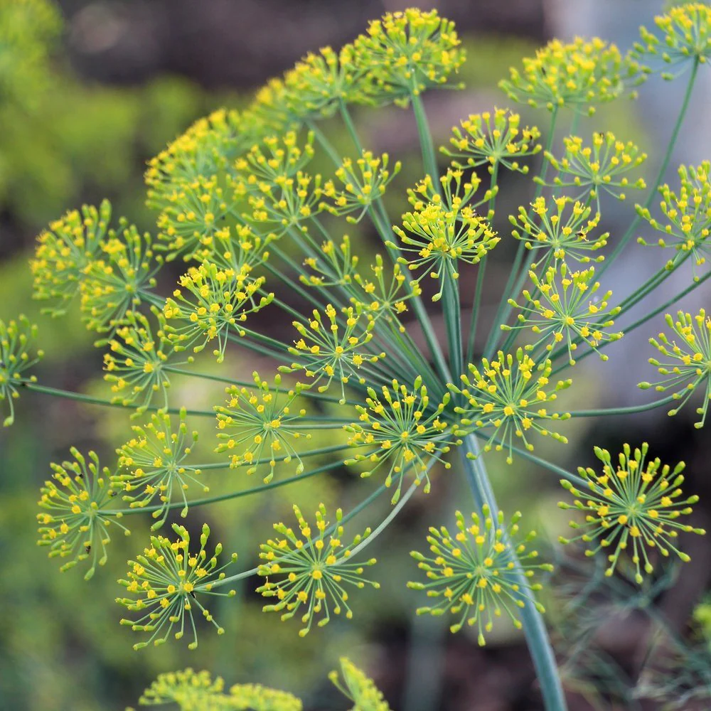Bouquet Dill Seeds - Image 6