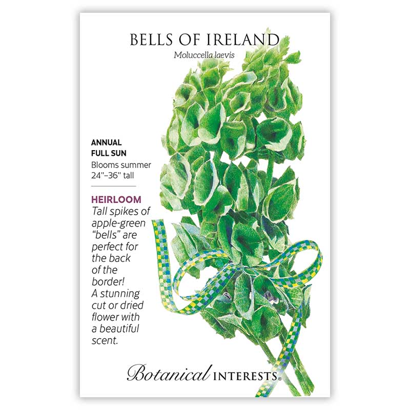 Bells of Ireland Seeds - Image 3