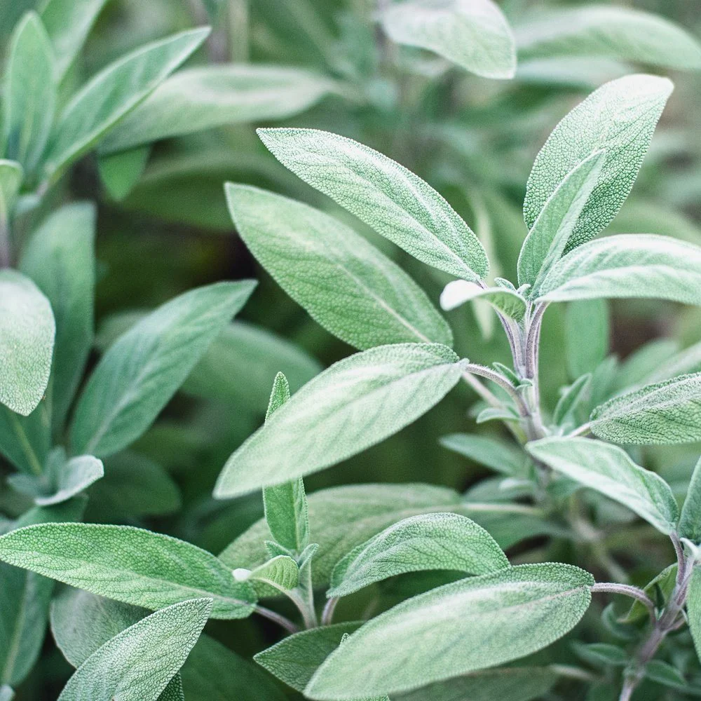Broadleaf Sage Seeds - Image 4