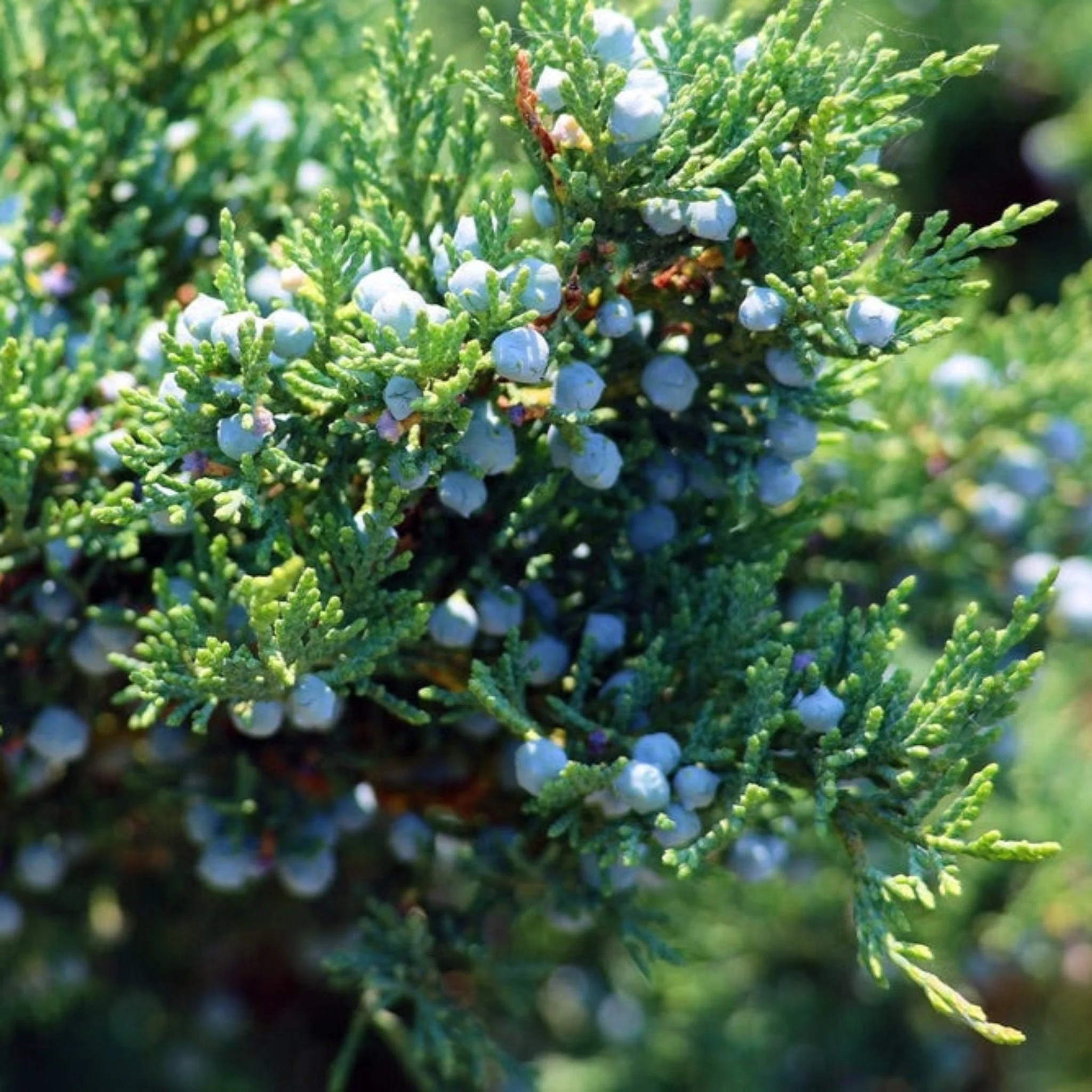 Brodie Eastern Red Cedar - Image 3