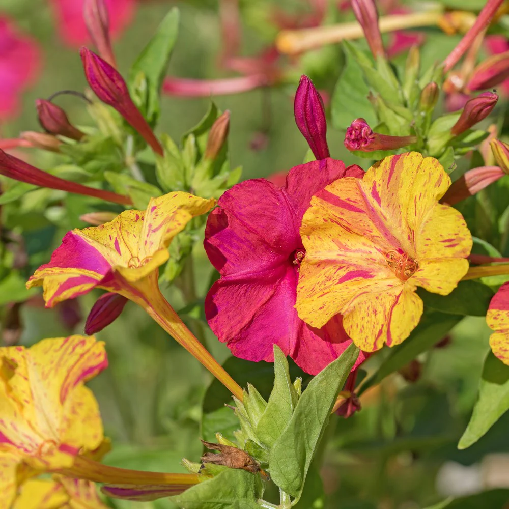 Broken Colors Four o'Clock Seeds - Image 4