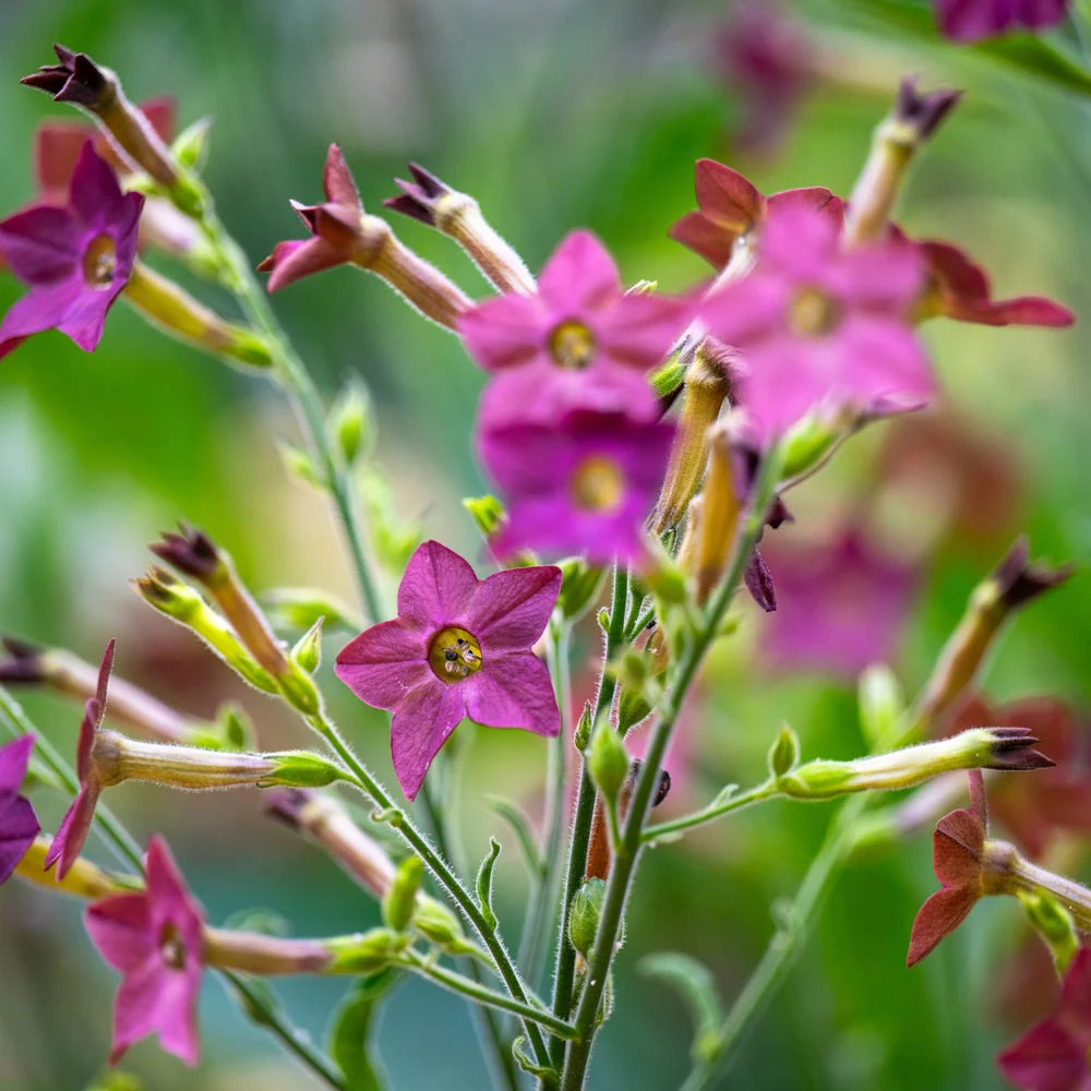 Bronze Queen Nicotiana Seeds - Image 4