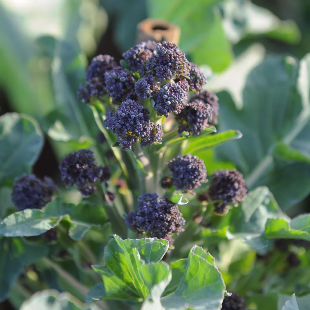 Burgundy Broccoli Seeds - Image 4