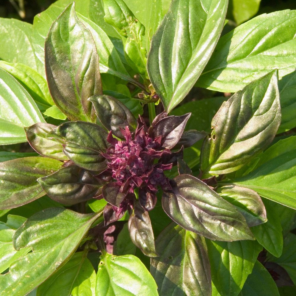 Cardinal Basil Seeds - Image 4