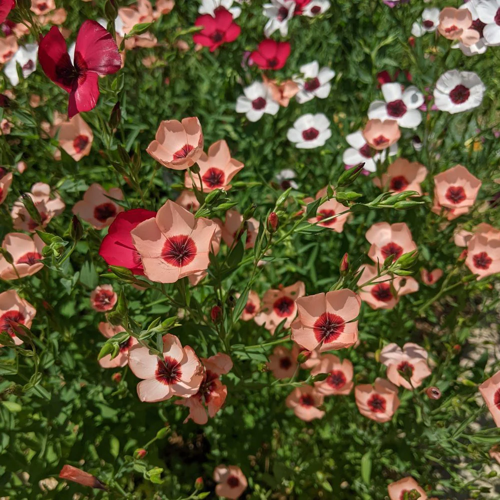 Charmer Blend Flax Seeds - Image 4