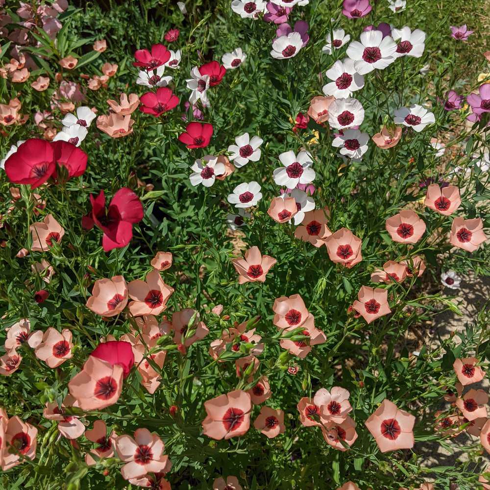 Charmer Blend Flax Seeds - Image 5