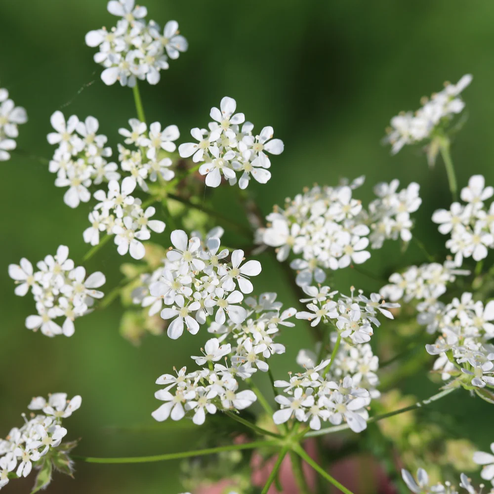Chervil Seeds - Image 4
