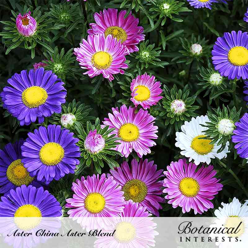 China Aster Blend Aster Seeds - Image 4