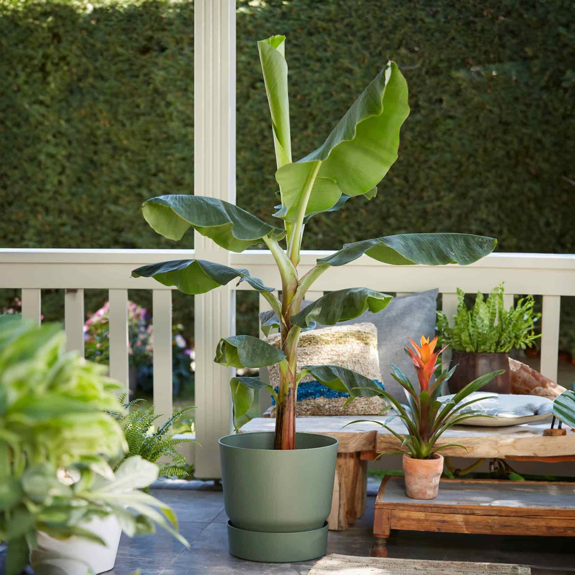 Cold Hardy Banana Tree - Image 3