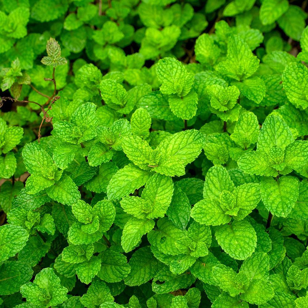 Common Mint Seeds - Image 4