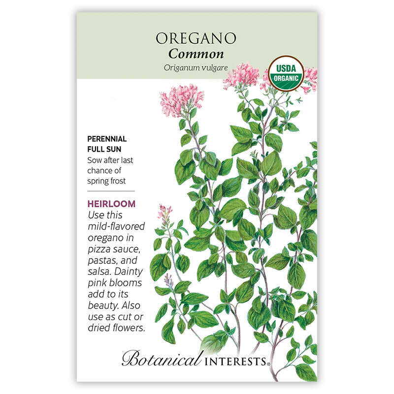 Common Oregano Seeds - Image 3