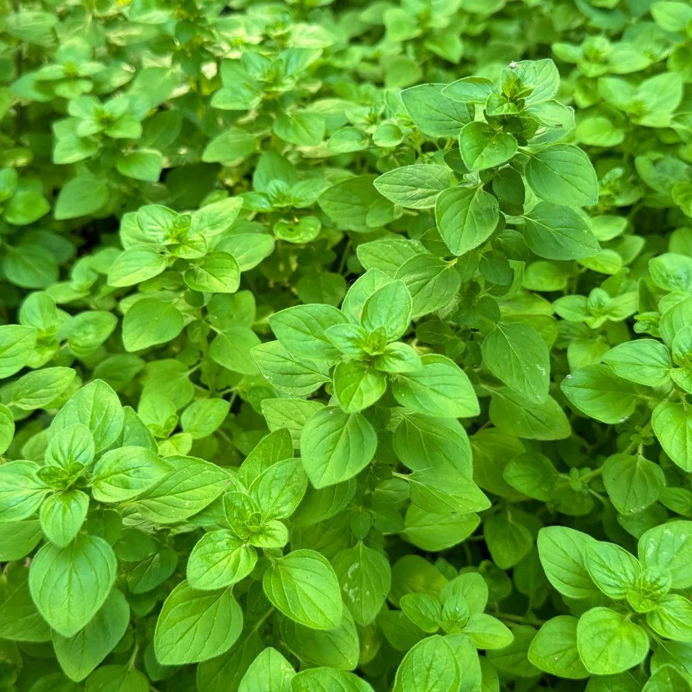 Common Oregano Seeds - Image 4