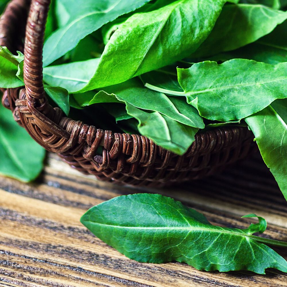 Common Sorrel Seeds - Image 4