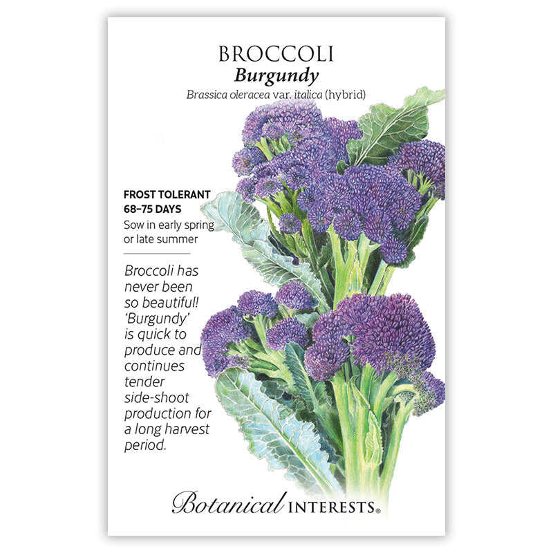 Burgundy Broccoli Seeds - Image 3