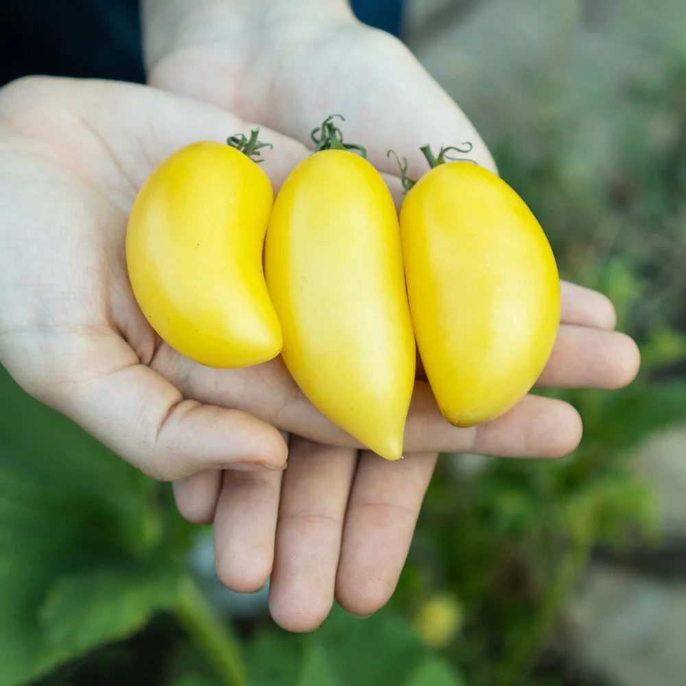 Cream Sausage Bush Tomato Seeds - Image 4