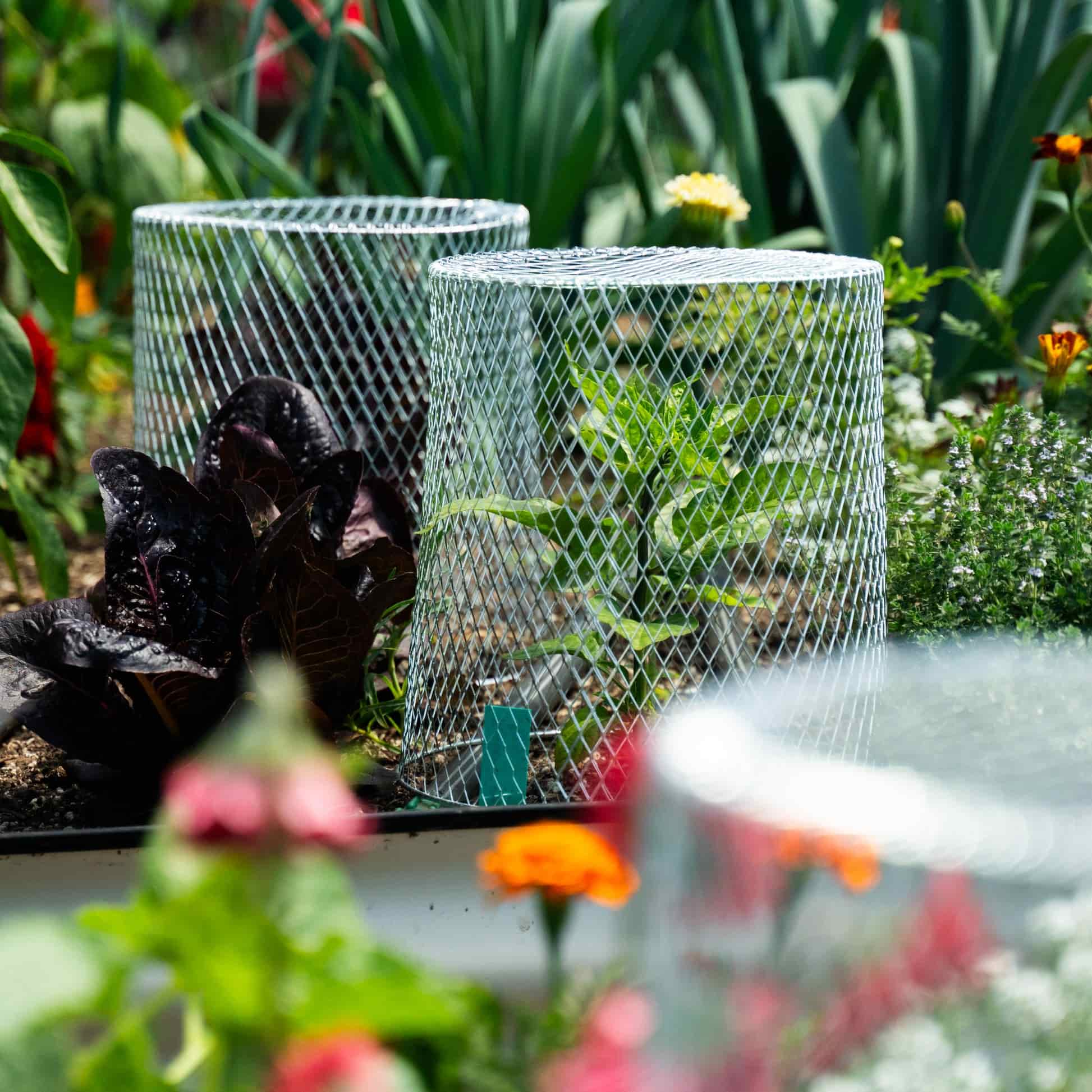 Critter Cage - Plant Protectors (10 pack) - Image 3