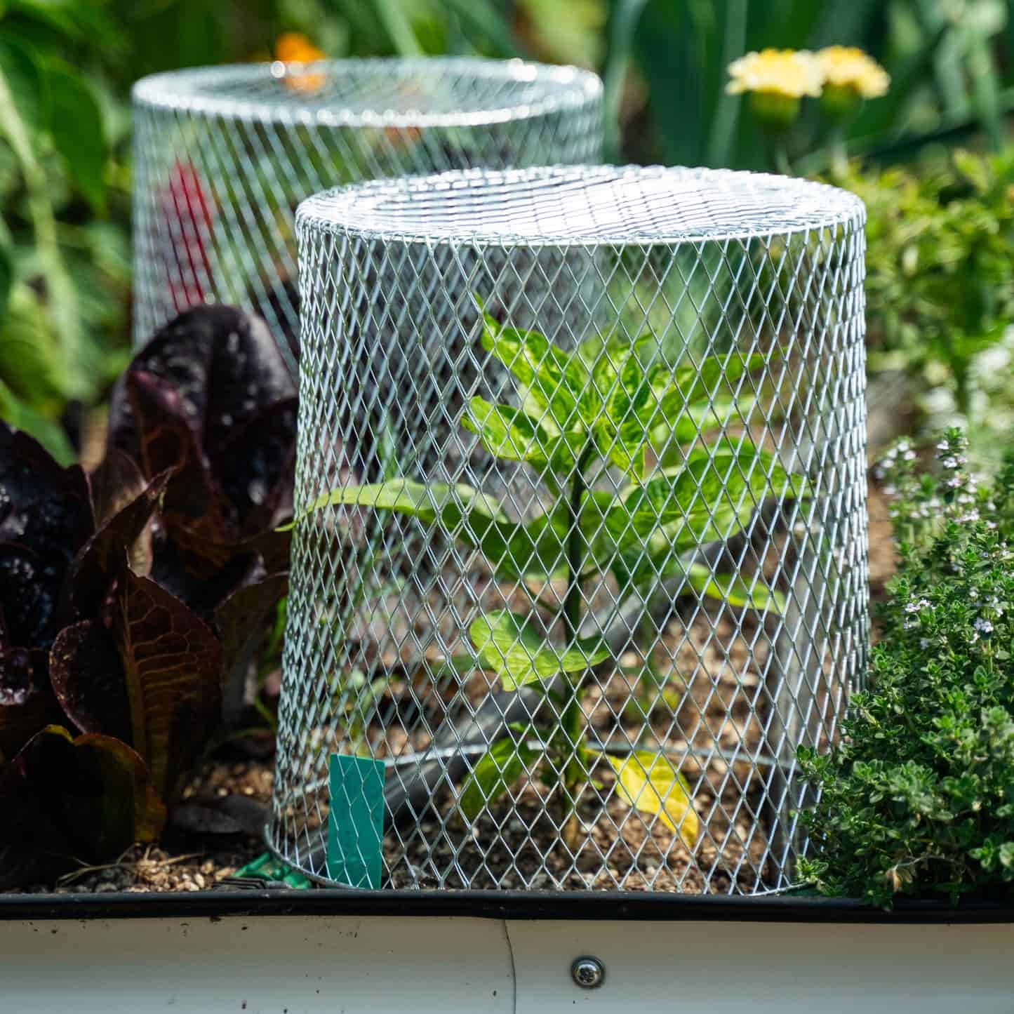 Critter Cage - Plant Protectors (10 pack) - Image 4