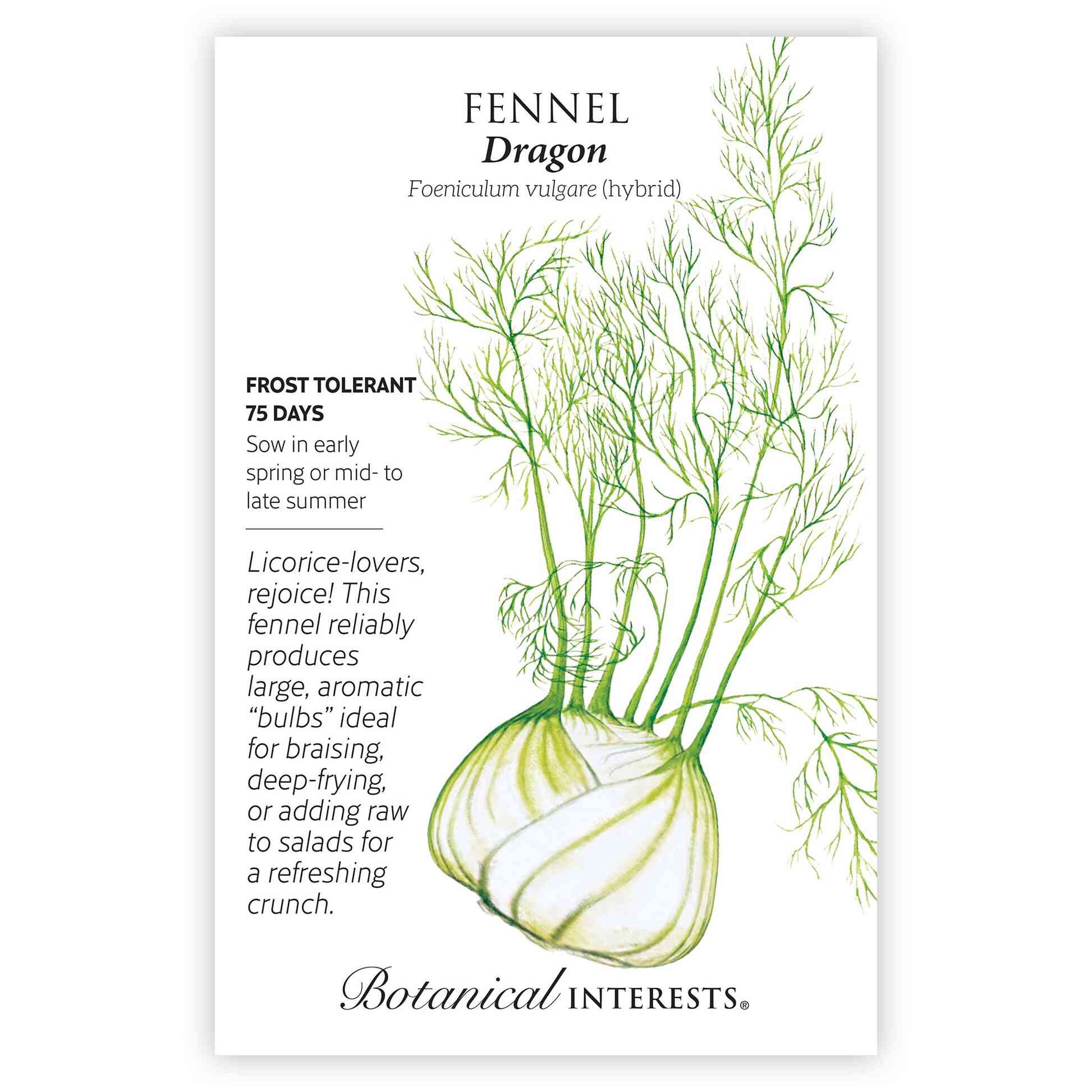 Dragon Fennel Seeds - Image 3