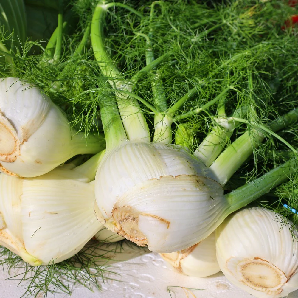 Dragon Fennel Seeds - Image 4