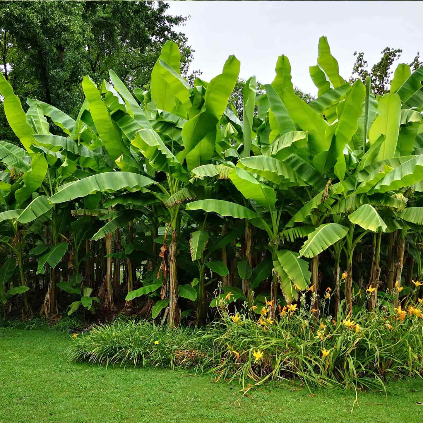Dwarf Cavendish Banana Tree - Image 3