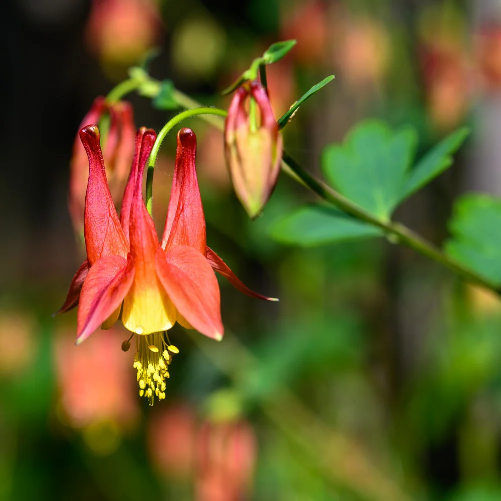 Eastern Red Columbine Seeds - Image 4
