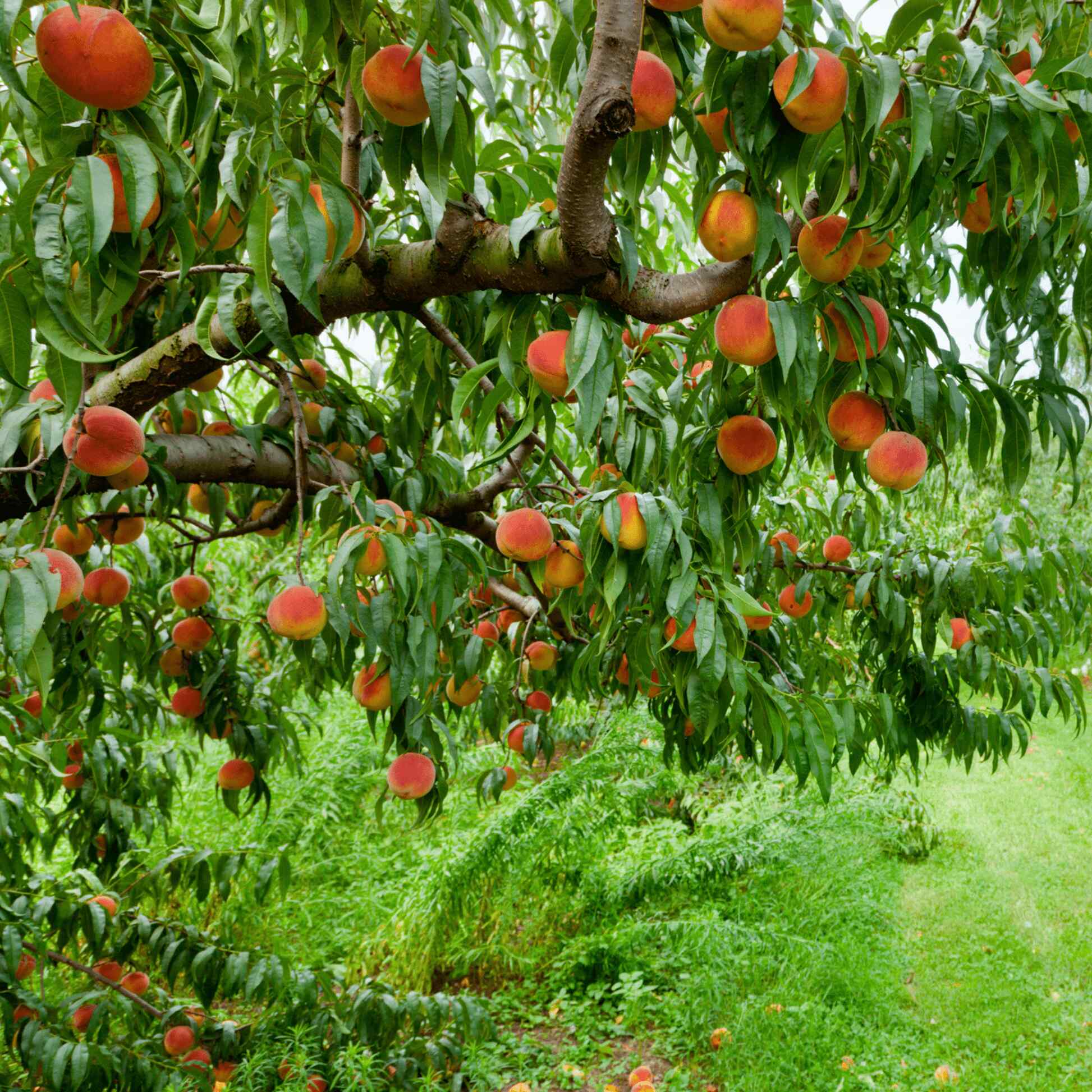 Elberta Peach Tree - Image 4