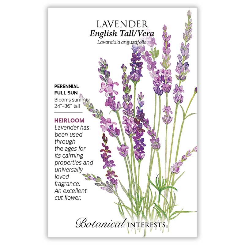 English Tall/Vera Lavender Seeds - Image 3