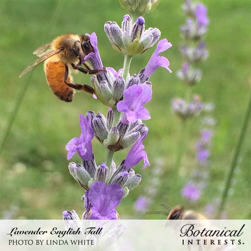 English Tall/Vera Lavender Seeds - Image 4
