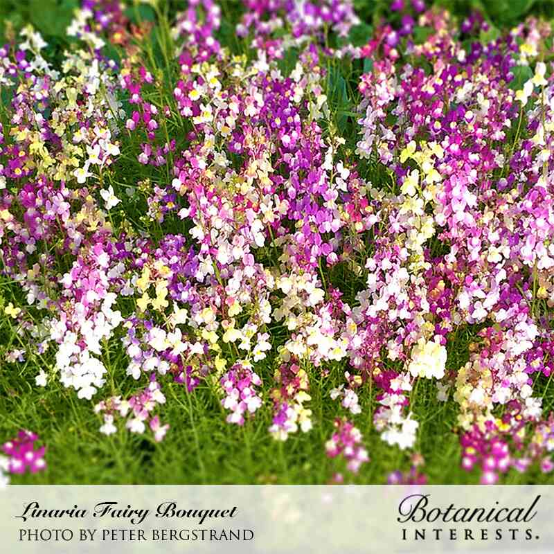 Fairy Bouquet Linaria Seeds - Image 4