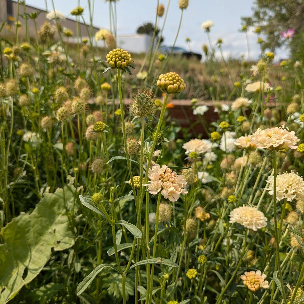 Fata Morgana Scabiosa Seeds - Image 4