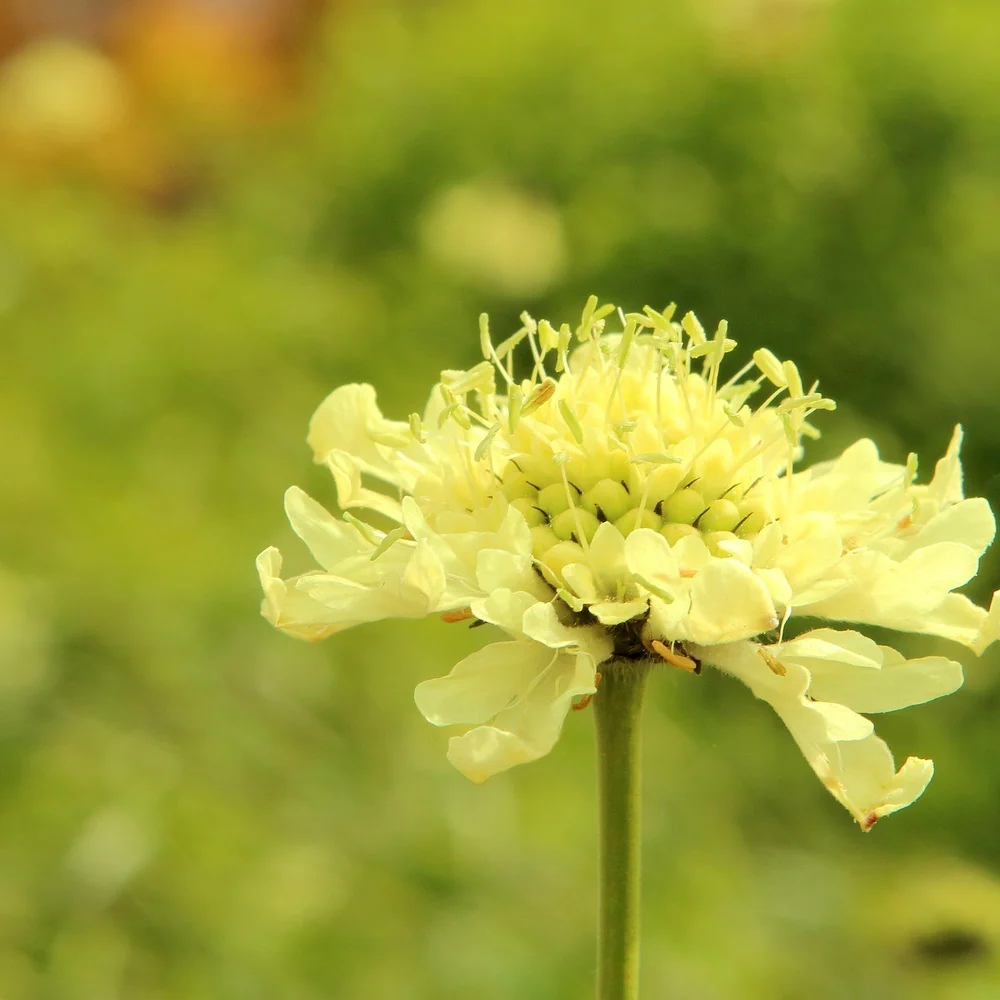 Fata Morgana Scabiosa Seeds - Image 5