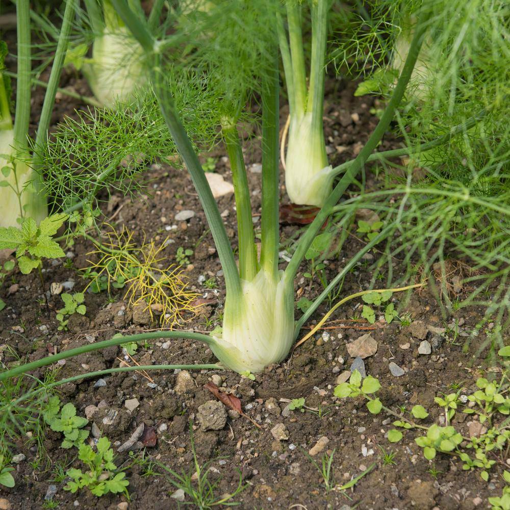 Finocchio Fennel Seeds - Image 4