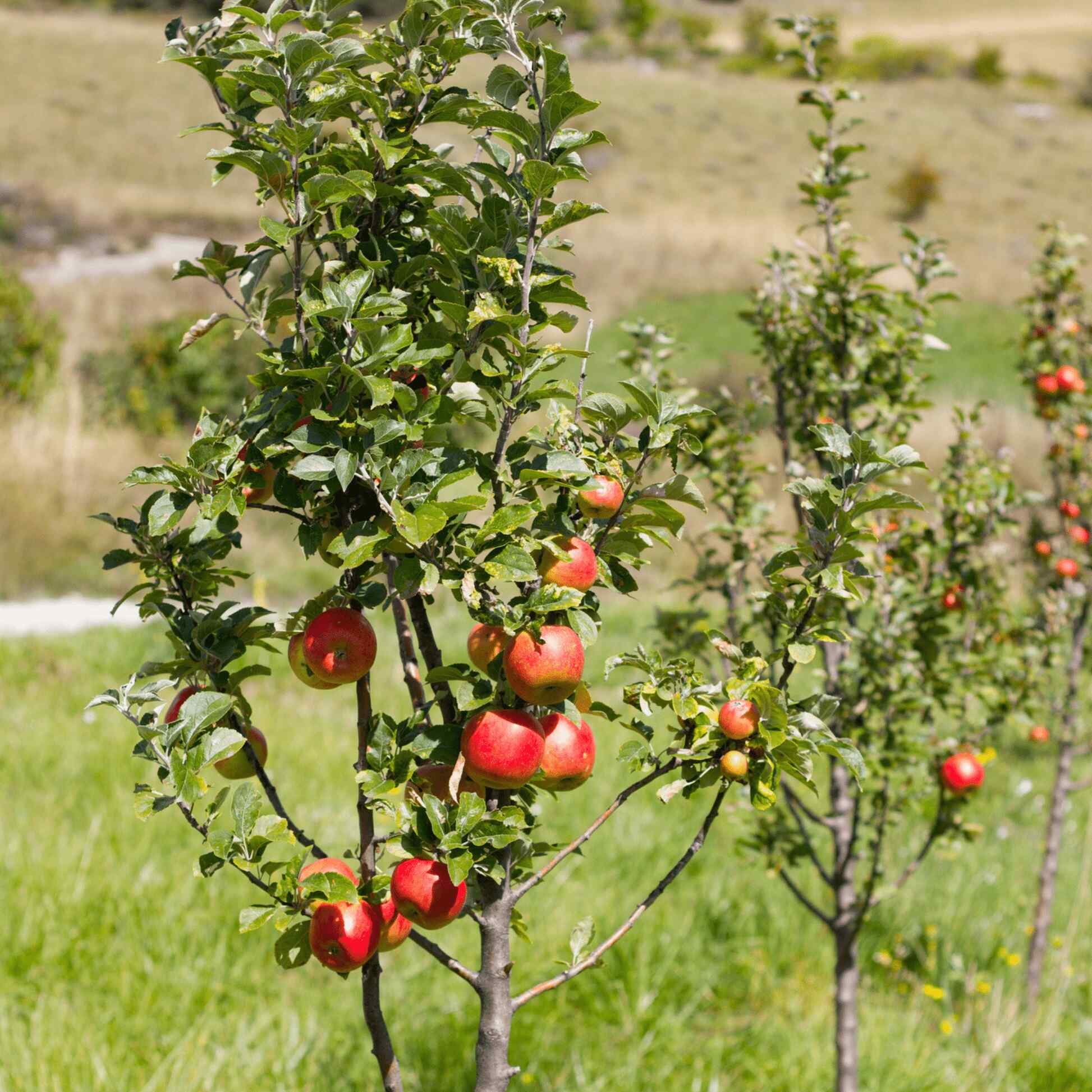 Gala Apple Tree - Image 3