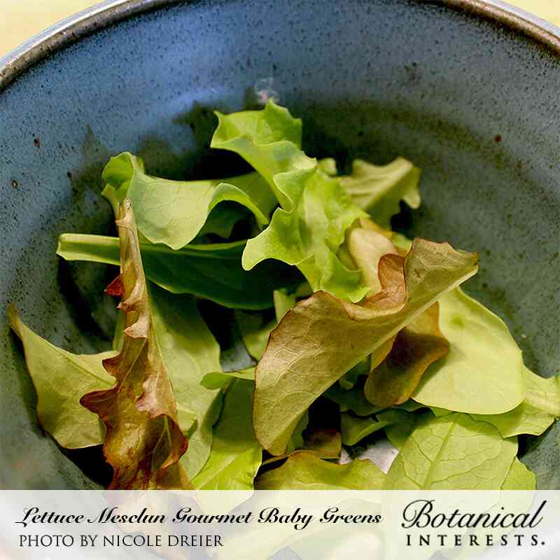 Gourmet Baby Greens Mesclun Lettuce Seeds - Image 4