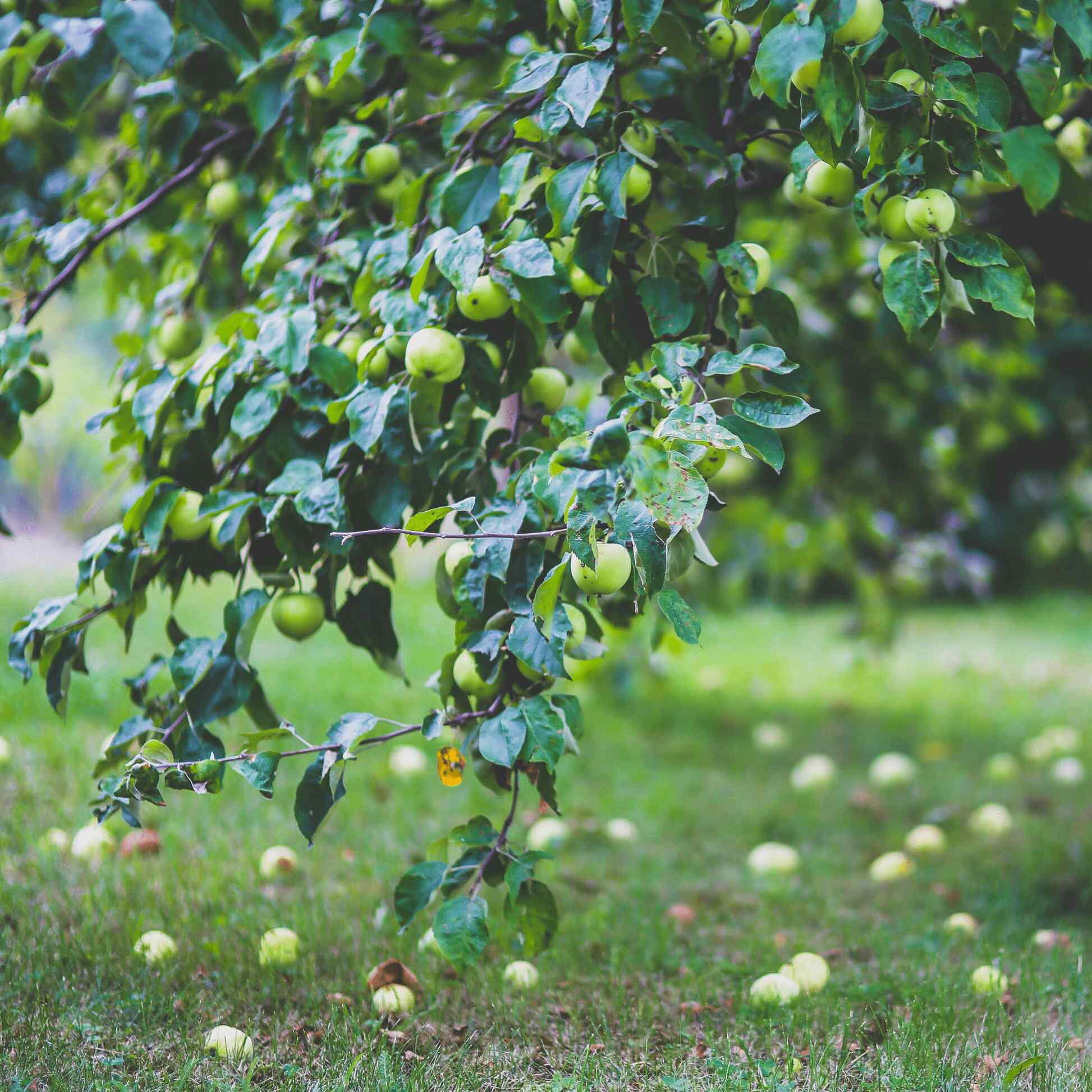 Granny Smith Apple Tree - Image 3