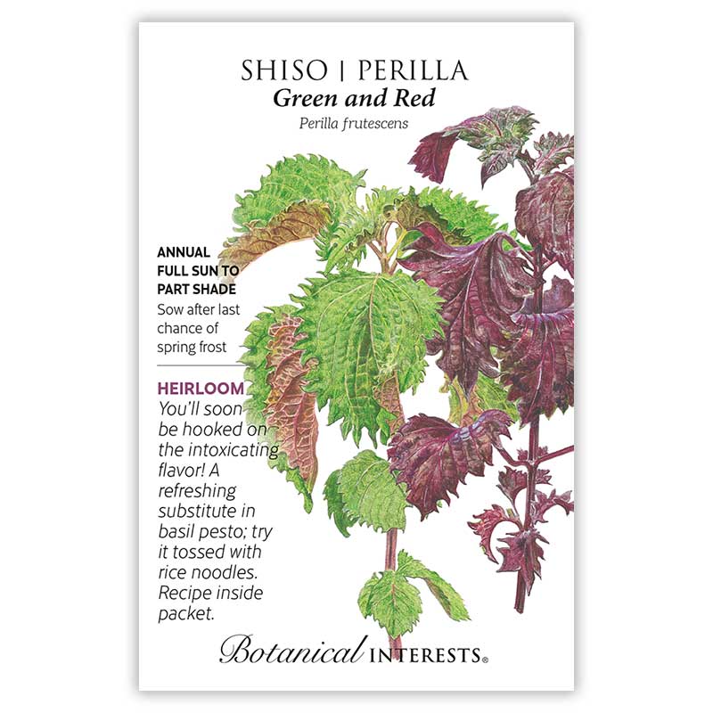 Green and Red Shiso Perilla Seeds - Image 3