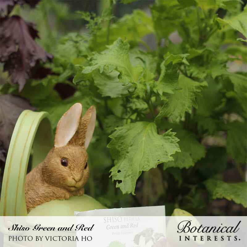 Green and Red Shiso Perilla Seeds - Image 4