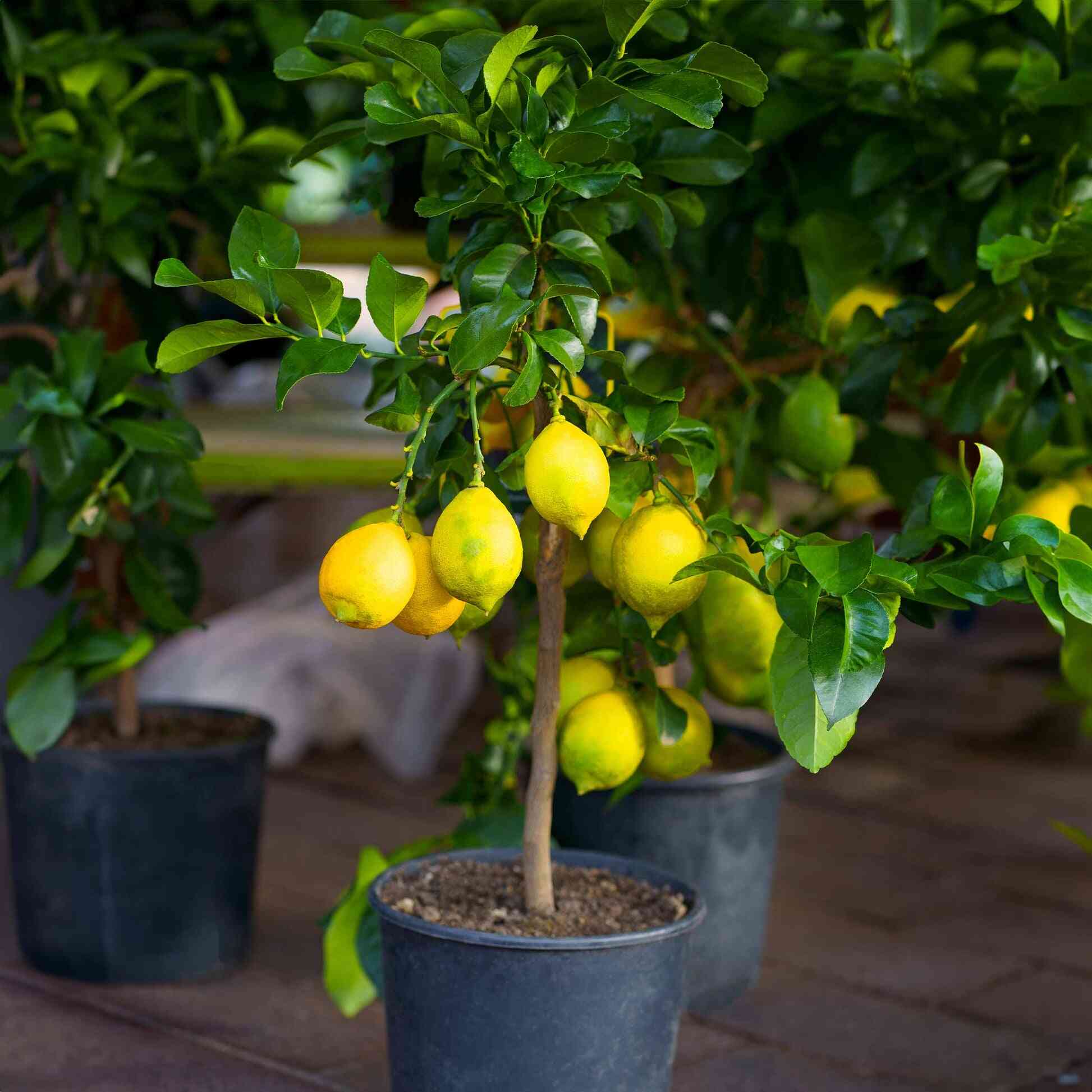 Improved Meyer Lemon Bush - Image 3