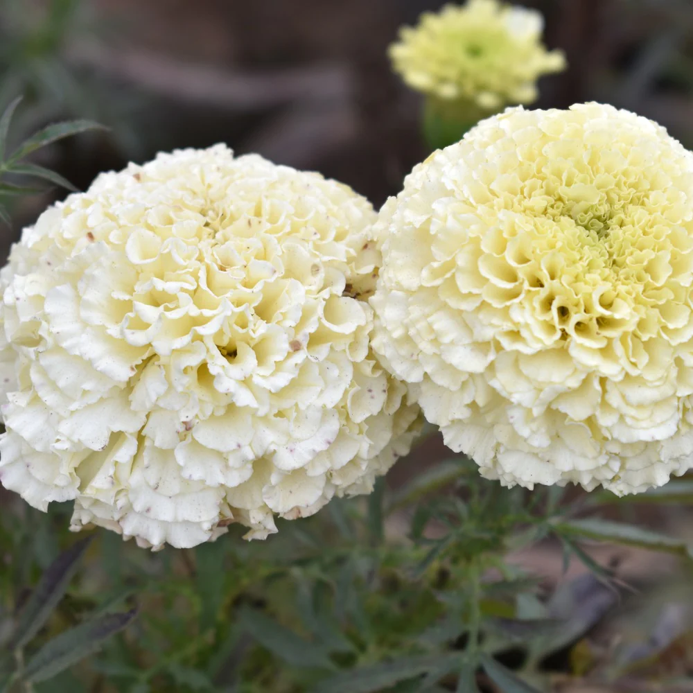 Kilimanjaro White African Marigold Seeds - Image 4