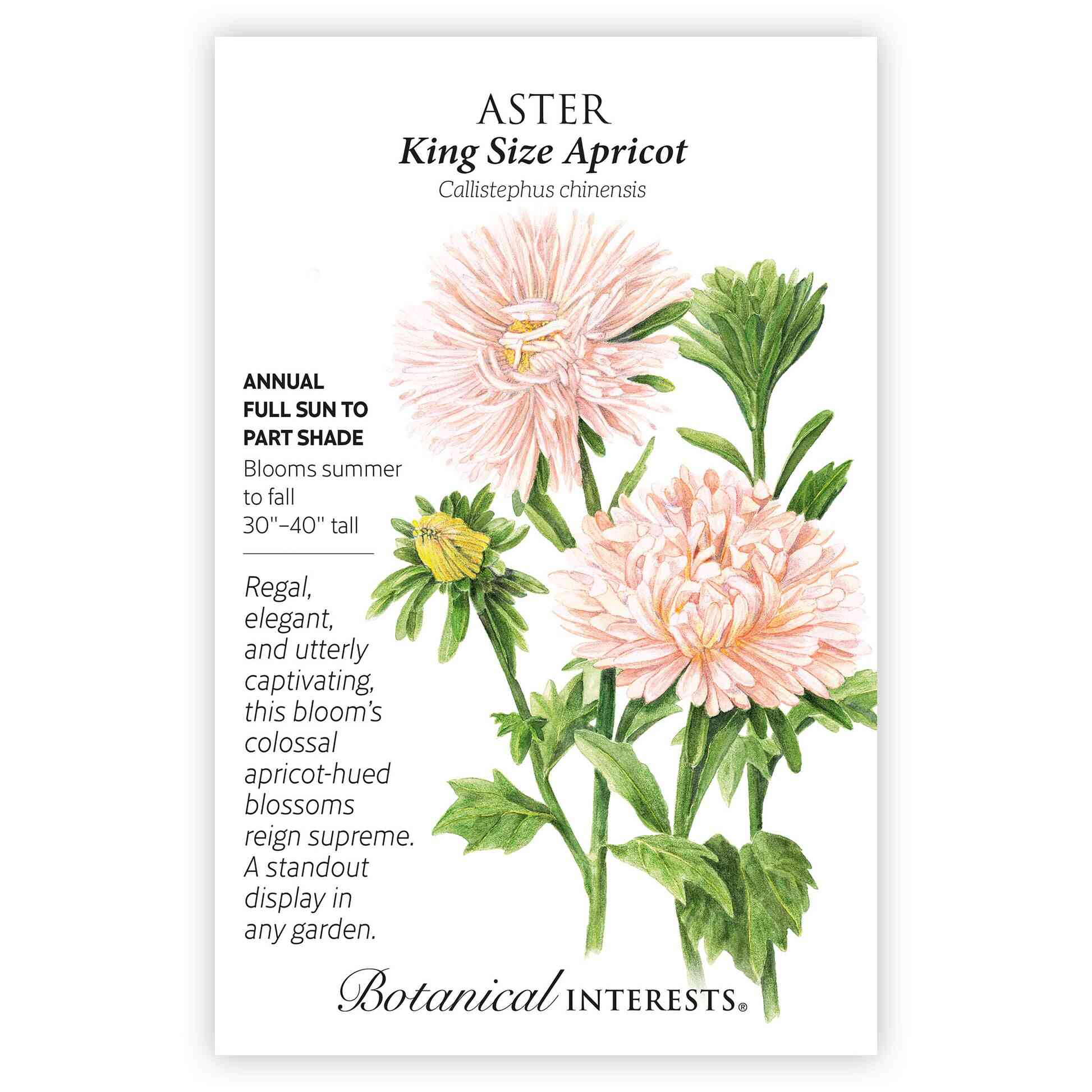 King Size Apricot Aster Seeds - Image 3