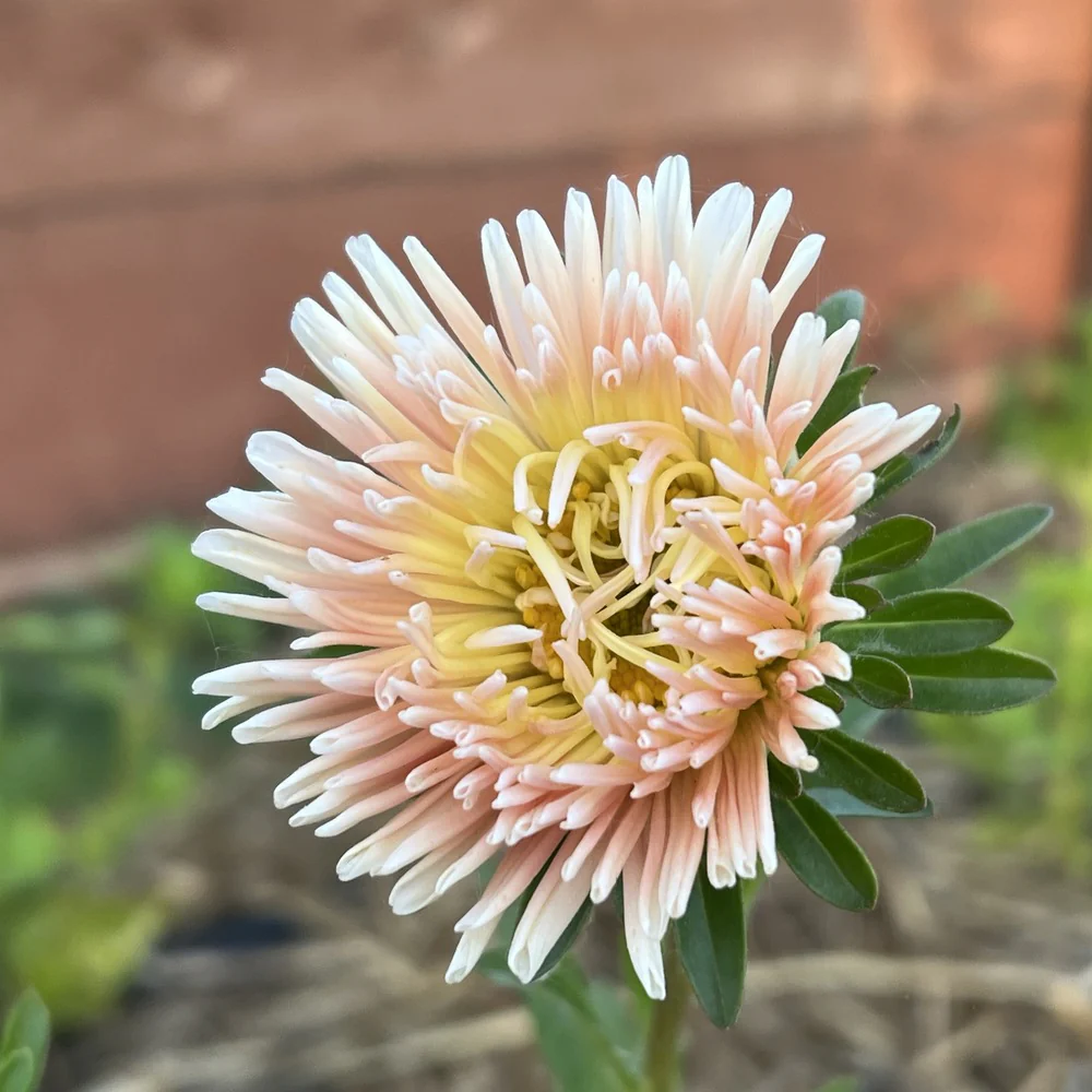 King Size Apricot Aster Seeds - Image 4