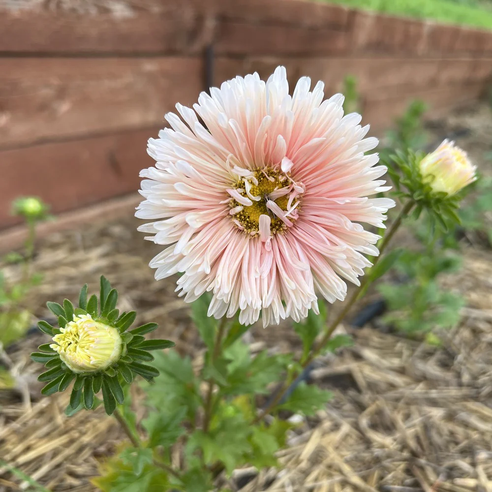 King Size Apricot Aster Seeds - Image 5