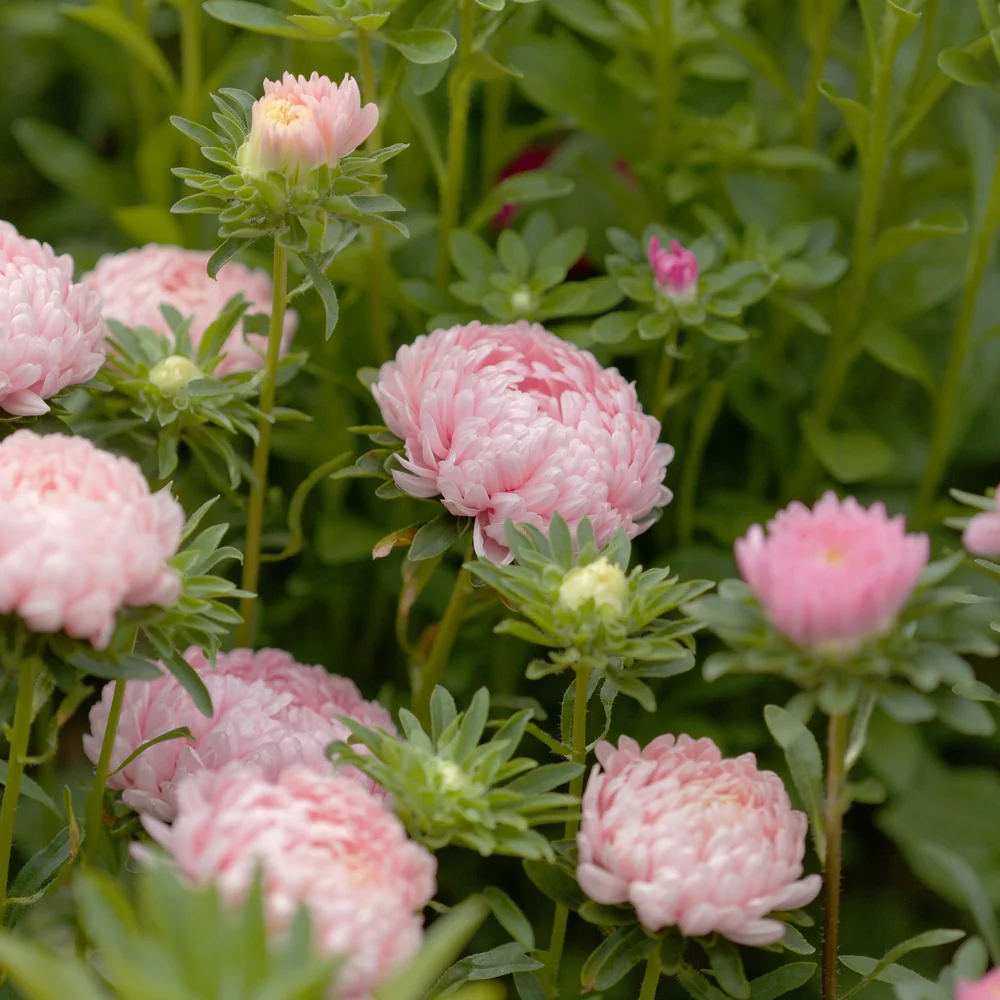 King Size Apricot Aster Seeds - Image 6