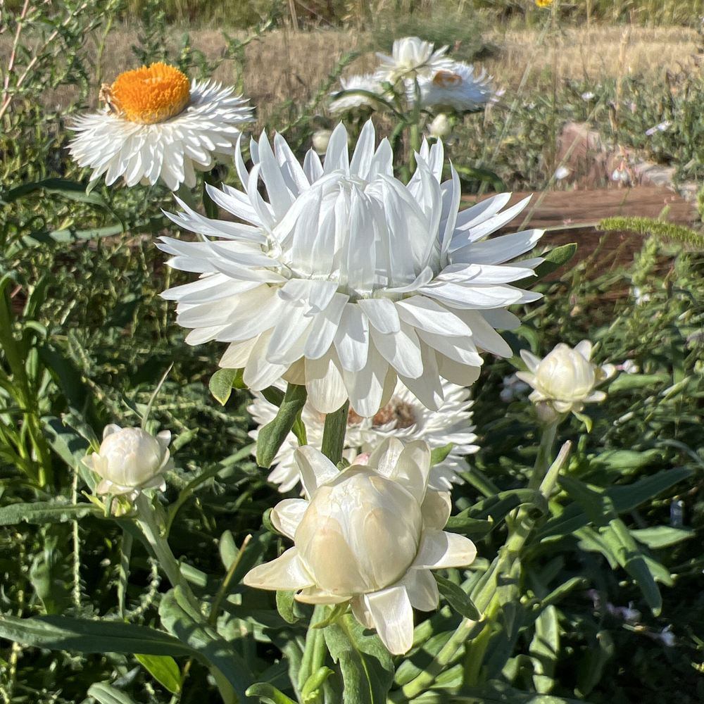King Size Silvery White Strawflower Seeds - Image 4