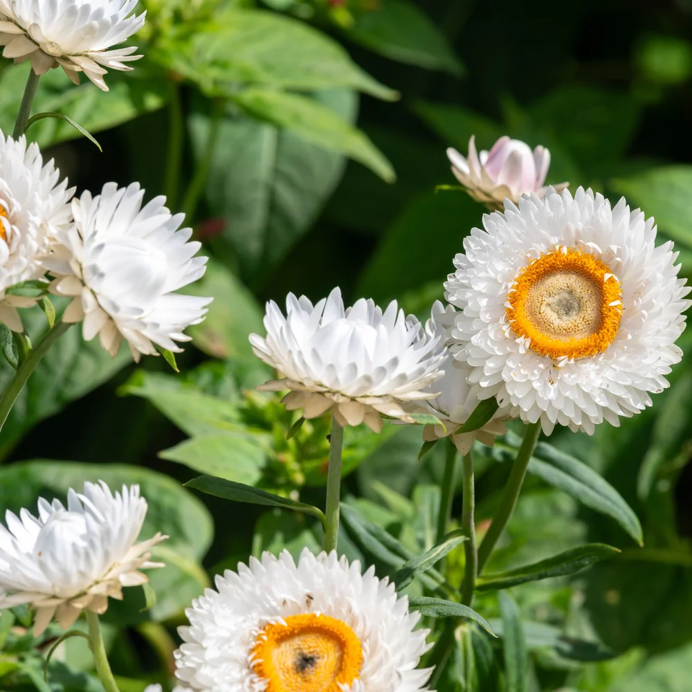 King Size Silvery White Strawflower Seeds - Image 5