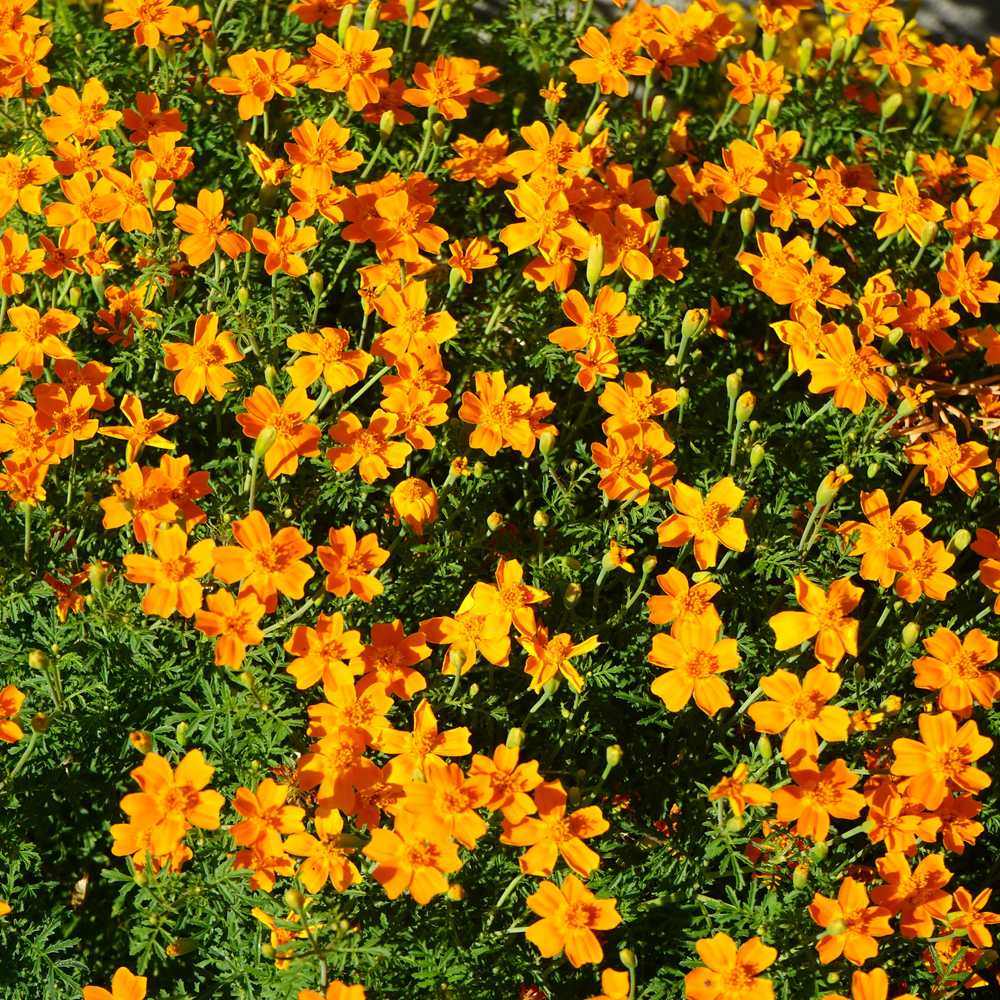 Lemon & Tangerine Gems Signet Marigold Seeds - Image 4