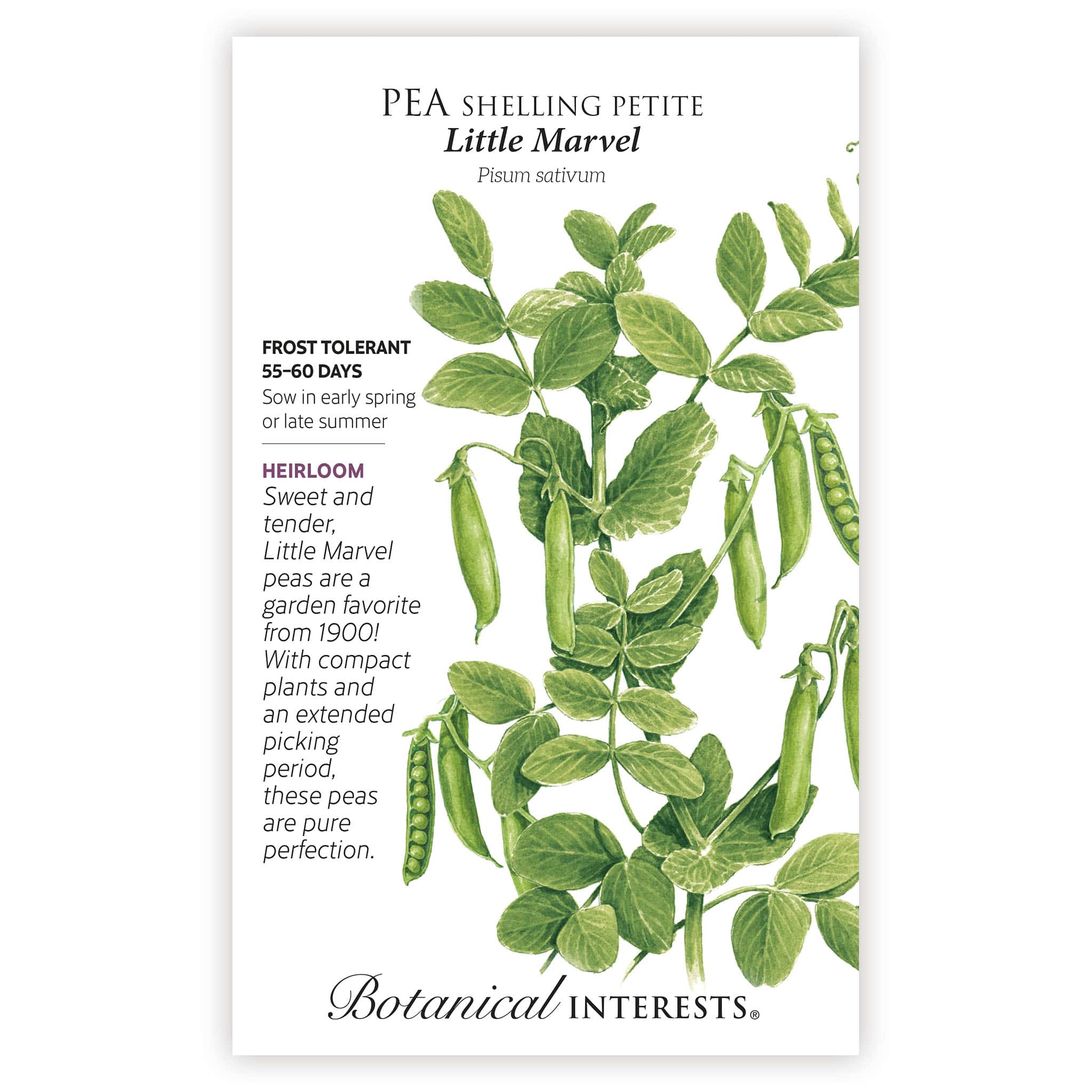 Little Marvel Petite Shelling Pea Seeds - Image 3